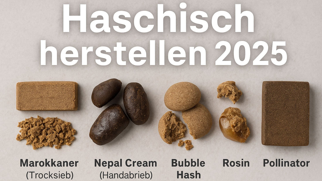 Verschiedene Haschisch-Sorten wie Marokkaner, Nepal Cream, Bubble Hash, Rosin und Pollinator nebeneinander auf hellem Hintergrund – Banner Haschisch herstellen 2025